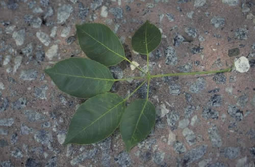 Pink Trumpet Tree Leaves