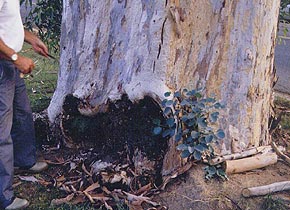decayed wood at base of tree