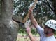 cutting limb
