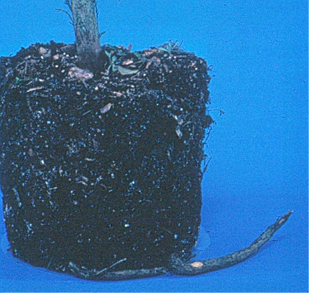 roots growing through drainage holes