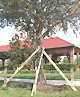 staked tree