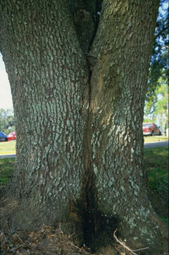 tree trunk