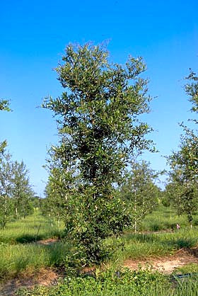 tree before pruning