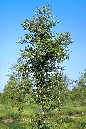 tree after pruning