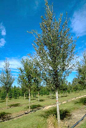 tree before pruning